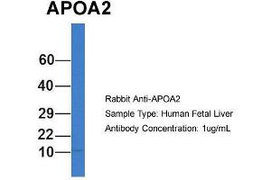 Host: Rabbit  Target Name: APOA2  Sample Tissue: Human Fetal Liver  Antibody Dilution: 1. (APOA2 antibody  (N-Term))