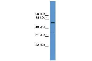 WB Suggested Anti-COCH Antibody Titration: 0. (COCH antibody  (N-Term))