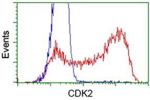 HEK293T cells transfected with either RC200494 overexpress plasmid (Red) or empty vector control plasmid (Blue) were immunostained by anti-CDK2 antibody (ABIN2454601), and then analyzed by flow cytometry. (CDK2 antibody)