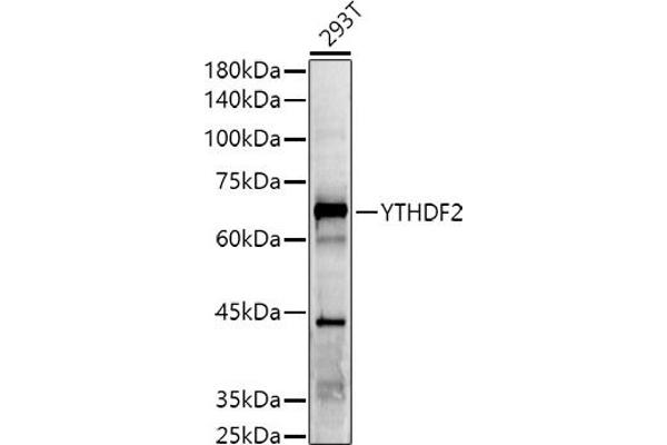 YTHDF2 antibody  (AA 1-200)