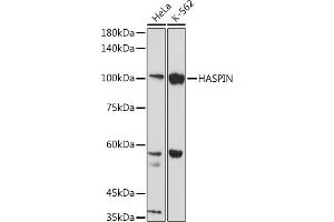 Western blot analysis of extracts of various cell lines, using HASPIN antibody (ABIN7267377) at 1:1000 dilution. (GSG2 antibody)