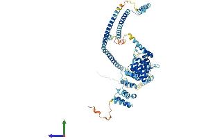 AlphaFold protein structure predicition of Mouse Recombinant Clhc1 Protein, UniprotID Q5M6W3 (C2orf63 Protein (AA 1-596) (His tag))