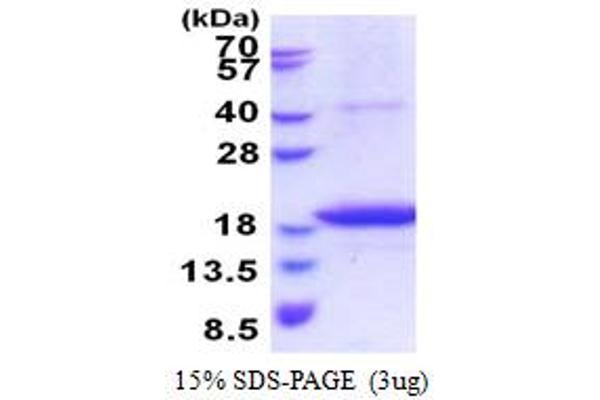 STEAP4 Protein (AA 1-152) (His tag)
