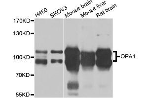 Western blot analysis of extracts of various cell lines, using OPA1 antibody. (OPA1 antibody)