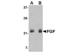 Image no. 1 for anti-Fibroblast Growth Factor 4 (FGF4) (C-Term) antibody (ABIN1493358) (FGF4 antibody  (C-Term))