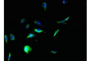 Immunofluorescent analysis of HepG2 cells using ABIN7166811 at dilution of 1:100 and Alexa Fluor 488-congugated AffiniPure Goat Anti-Rabbit IgG(H+L) (TPTE antibody  (AA 175-380))