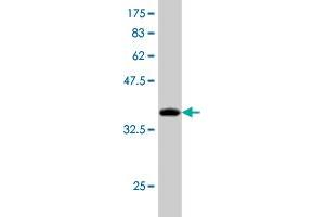 AUH antibody  (AA 44-135)