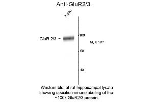 Western Blot of Anti-GluR2/3 (Rabbit) Antibody - 612-401-D63 Western Blot of Rabbit anti-GluR2/3 antibody. (mGluR2/3 antibody  (C-Term))