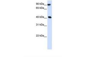 Image no. 1 for anti-Pre-B-Cell Leukemia Homeobox Interacting Protein 1 (PBXIP1) (AA 182-231) antibody (ABIN6737702) (PBXIP1 antibody  (AA 182-231))