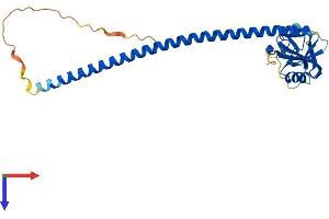 AlphaFold protein structure predicition of Human Recombinant CLEC12A Protein, UniprotID Q5QGZ9