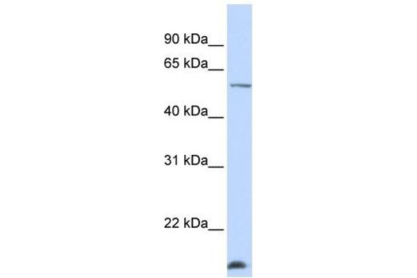 DCAF12 antibody  (N-Term)