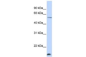 WDR40A antibody used at 1 ug/ml to detect target protein. (DCAF12 antibody  (N-Term))