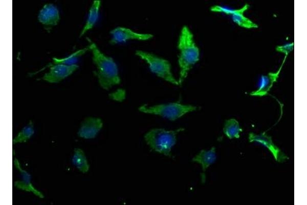 NPFFR2 antibody  (AA 23-43)