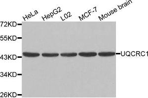 Western blot analysis of extracts of various cell lines, using UQCRC1 antibody. (UQCRC1 antibody  (AA 156-480))