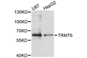 Western blot analysis of extracts of various cell lines, using TRMT6 antibody (ABIN5996675) at 1:3000 dilution. (TRMT6 antibody)