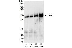 Western Blotting (WB) image for anti-Ubiquitin Specific Peptidase 7 (Herpes Virus-Associated) (USP7) (AA 1-50) antibody (ABIN7453454) (USP7 antibody  (AA 1-50))