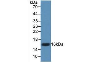 Detection of Recombinant IL17, Mouse using Monoclonal Antibody to Interleukin 17 (IL17) (IL-17 antibody  (AA 22-158))
