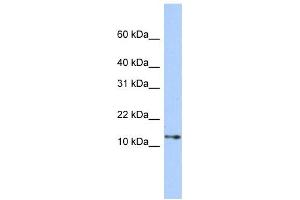Western Blotting (WB) image for anti-Guanine Nucleotide Binding Protein (G Protein), gamma Transducing Activity Polypeptide 2 (GNGT2) antibody (ABIN2459896) (GNGT2 antibody)