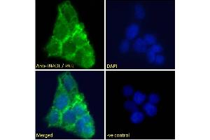 ABIN185139 Immunofluorescence analysis of paraformaldehyde fixed A431 cells, permeabilized with 0. (PATJ antibody  (N-Term))