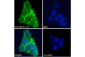 PATJ antibody  (N-Term)
