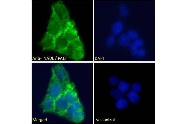 PATJ antibody  (N-Term)
