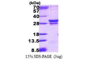 RAB23 Protein (AA 1-234) (His tag)