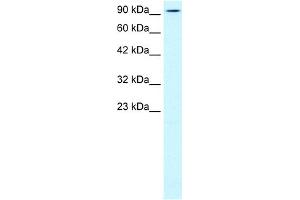 WB Suggested Anti-KIF5B Antibody Titration:  0.