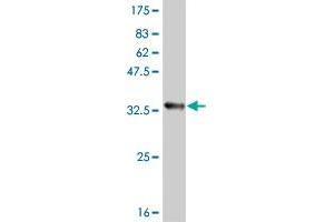 Western Blot detection against Immunogen (33. (ATOX1 antibody  (AA 1-68))