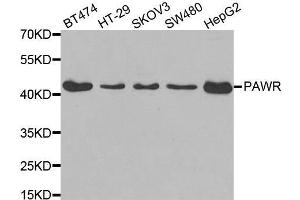 Western blot analysis of extracts of various cell lines, using PAWR antibody. (PAWR antibody)