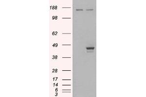 HEK293 overexpressing ELF3 (ABIN5400892) and probed with ABIN184777 (mock transfection in first lane). (ELF3 antibody  (C-Term))