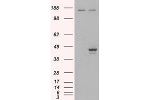 HEK293 overexpressing ELF3 (ABIN5400892) and probed with ABIN184777 (mock transfection in first lane).