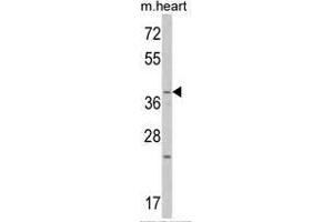 Western blot analysis of WNT1 Antibody (C-term) in mouse heart tissue lysates (35ug/lane).