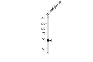 SERPINF1 Antibody (Center) (ABIN391483 and ABIN2841452) western blot analysis in human blood plasma tissue lysates (35 μg/lane). (PEDF antibody  (AA 279-306))