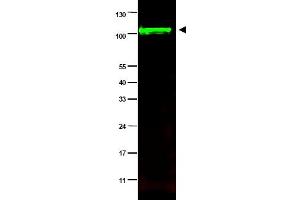 Image no. 1 for anti-Protein Phosphatase 1, Regulatory Subunit 13 Like (PPP1R13L) (AA 780-797), (Isoform 1) antibody (ABIN401339) (PPP1R13L antibody  (Isoform 1))