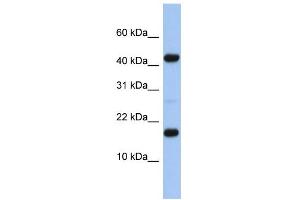WB Suggested Anti-FLJ37543 Antibody Titration: 0. (FLJ37543 antibody  (N-Term))