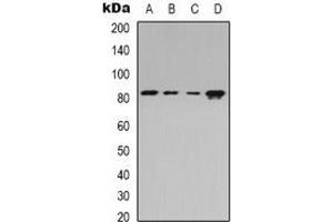 Western blot analysis of Beta-adducin expression in Jurkat (A), HEK293T (B), Raw264. (ADD2 antibody)