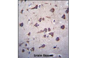 FKTN Antibody (Center) (ABIN656713 and ABIN2845942) immunohistochemistry analysis in formalin fixed and paraffin embedded human brain tissue followed by peroxidase conjugation of the secondary antibody and DAB staining. (Fukutin antibody  (AA 177-206))