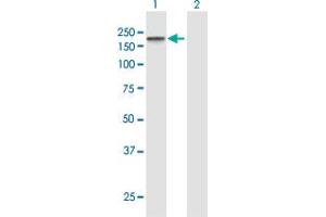 Western Blot analysis of TJP2 expression in transfected 293T cell line by TJP2 MaxPab polyclonal antibody. (TJP2 antibody  (AA 1-1190))