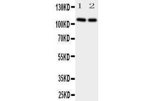 Western Blotting (WB) image for anti-Neuropilin 2 (NRP2) (AA 45-60), (N-Term) antibody (ABIN3044160)