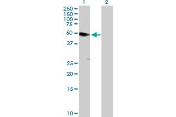 ANKS1A antibody  (AA 1-460)
