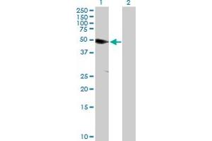 Western Blot analysis of ANKS1A expression in transfected 293T cell line by ANKS1A MaxPab polyclonal antibody.