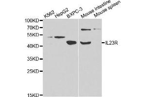 Western blot analysis of extracts of various cell lines, using IL23R antibody. (IL23R antibody  (AA 405-629))