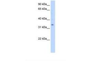 Image no. 1 for anti-Methylsterol Monooxygenase 1 (MSMO1) (N-Term) antibody (ABIN321150) (SC4MOL antibody  (N-Term))