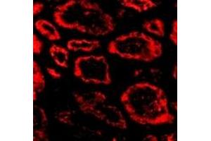 Immunofluorescence (IF) image for anti-SKI Proto-Oncogene (SKI) (N-Term) antibody (ABIN1031573) (SKI antibody  (N-Term))