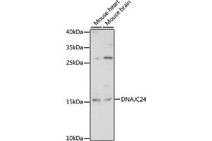Western blot analysis of extracts of various cell lines, using DN antibody (ABIN7266828) at 1:1000 dilution. (DNAJC24 antibody  (AA 2-149))