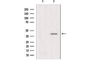 Western blot analysis of extracts from Hela, using PRKAG1/2/3 Antibody. (PRKAG1/2/3 antibody)