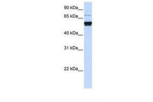 ZNF93 antibody  (AA 182-231)
