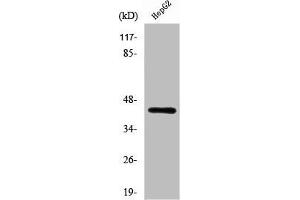 Western Blot analysis of LOVO cells using Rag C Polyclonal Antibody (GTR2 antibody  (C-Term))