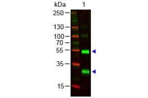 Western Blot of Goat anti-Human λ (lambda chain) Antibody. (Goat anti-Human lambda Light Chain (Lambda-IgLC) Antibody)
