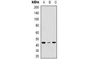 Western blot analysis of ERGIC3 expression in MCF7 (A), Hela (B), NIH3T3 (C) whole cell lysates. (ERGIC3 antibody  (C-Term))